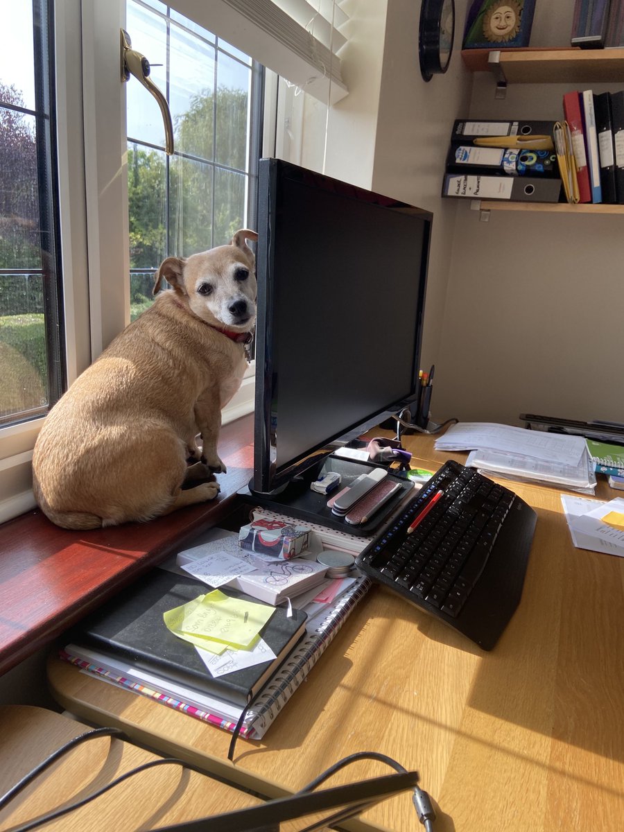 AJBMedia1's tweet photo. Extra help in the office today 😄 https://t.co/Q4WTuT8rum
