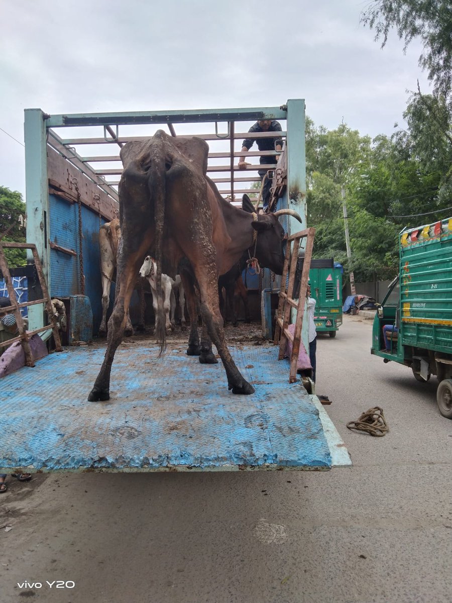 ddvsrohini's tweet photo. @dcrohinizone @sushant52450713 @NorthDmc Impounding of stray cattle is a continue process and 05 stray cattles impounded from said complaint area &amp; sent to the Gaushals for their further up keep https://t.co/u16S9h8AGc