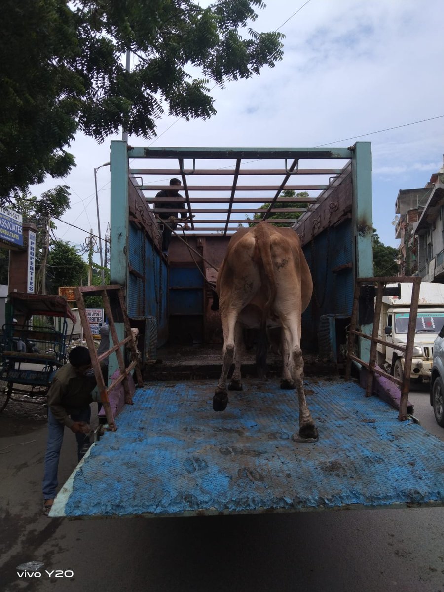 ddvsrohini's tweet photo. @dcrohinizone @sushant52450713 @NorthDmc Impounding of stray cattle is a continue process and 05 stray cattles impounded from said complaint area &amp; sent to the Gaushals for their further up keep https://t.co/u16S9h8AGc