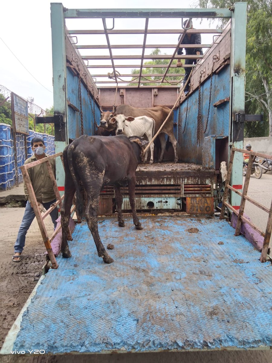 ddvsrohini's tweet photo. @dcrohinizone @sushant52450713 @NorthDmc Impounding of stray cattle is a continue process and 05 stray cattles impounded from said complaint area &amp; sent to the Gaushals for their further up keep https://t.co/u16S9h8AGc