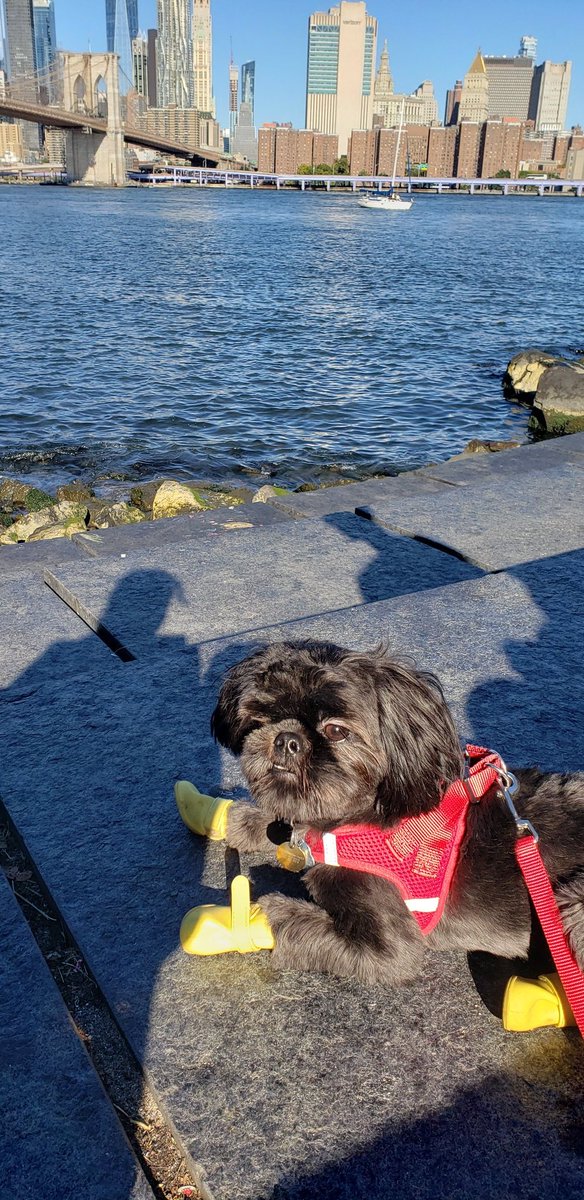 PupMowgli's tweet photo. I spent Sunday taking in the sights at #BrooklynBridge Park
I am ready to jump around in 🌊🌊 with my booties!

#dogsoftwitter #dogslife https://t.co/tBXLWwiuj4