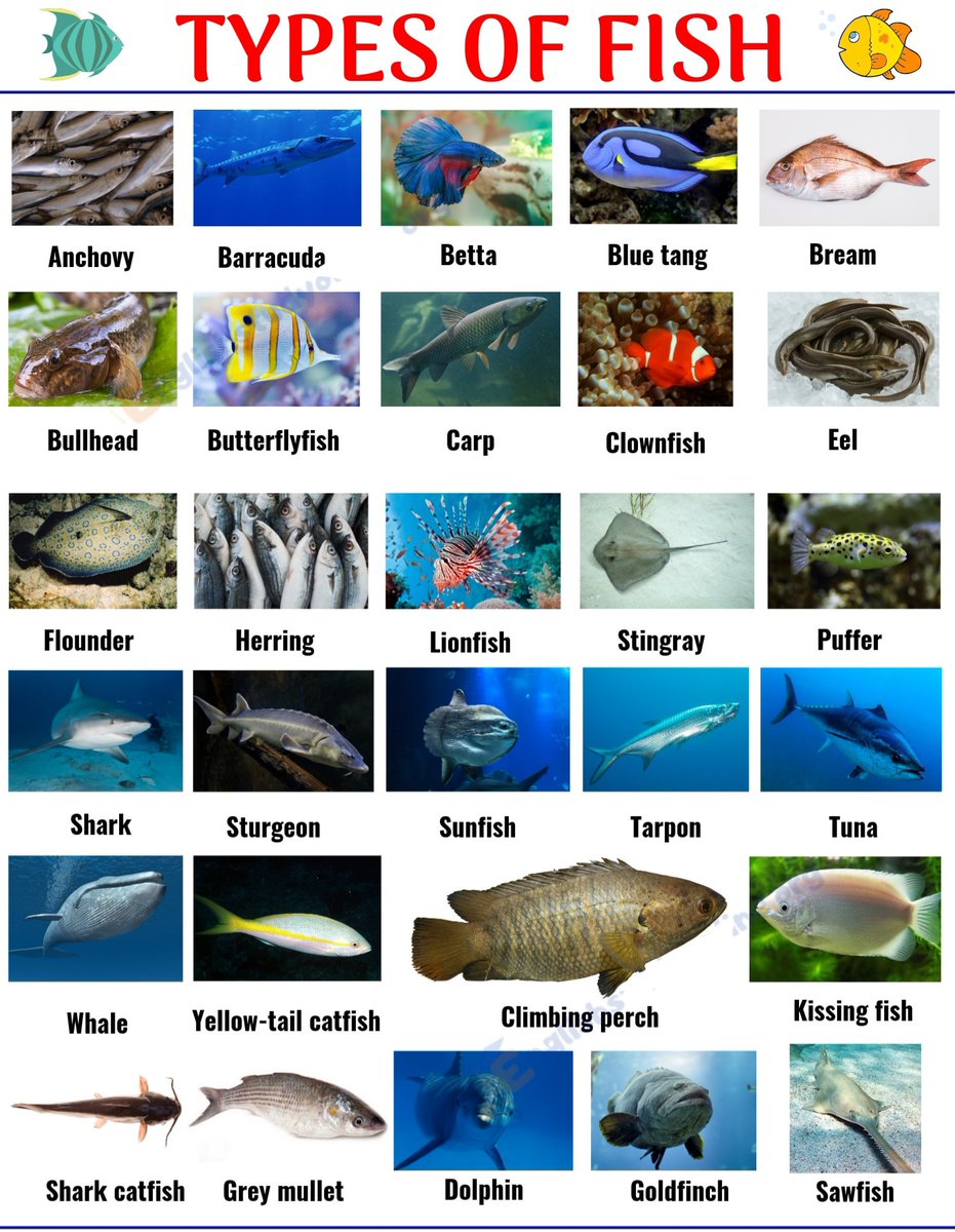 Гугл переводчик скриншот. Fishing перевод на русский язык с английского. Salmon транскрипция. Примеры рыб на английском. Как читаются вопросительные слова в английском языке.