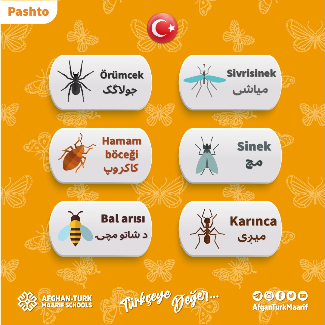 AfganTurkMaarif's tweet image. #‌‌ترکی‌بیاموزیم/ حشرات🇹🇷📚
#Böcekler
برای یادگیری درس‌های بیشتر زبان ترکی به لینک‌ زیر مراجعه نموده و از ویبسایت ما دیدن نمایید.👇
afganturkmaarif.org/LearnTurkish