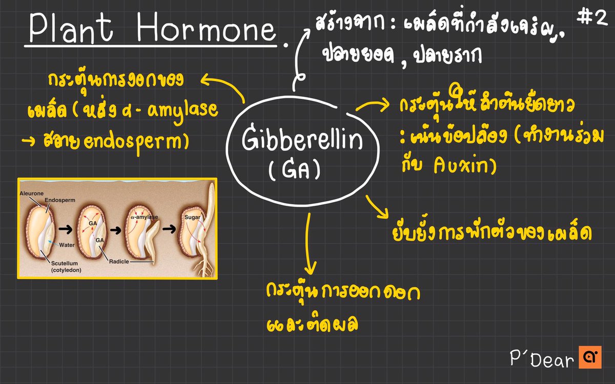 เชียร์เดียร์ tweet media