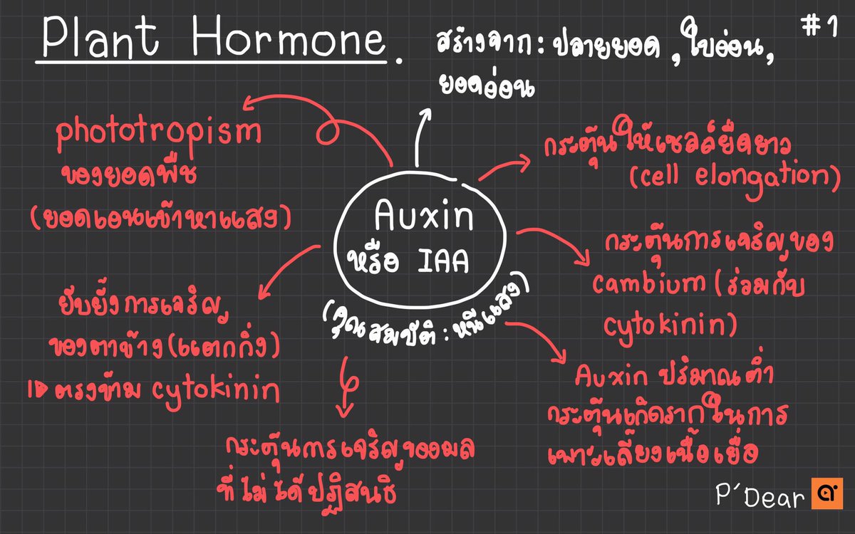 เชียร์เดียร์ tweet media