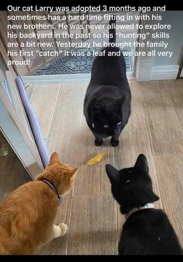 WholesomeMemes (@wholesomememe) on Twitter photo 