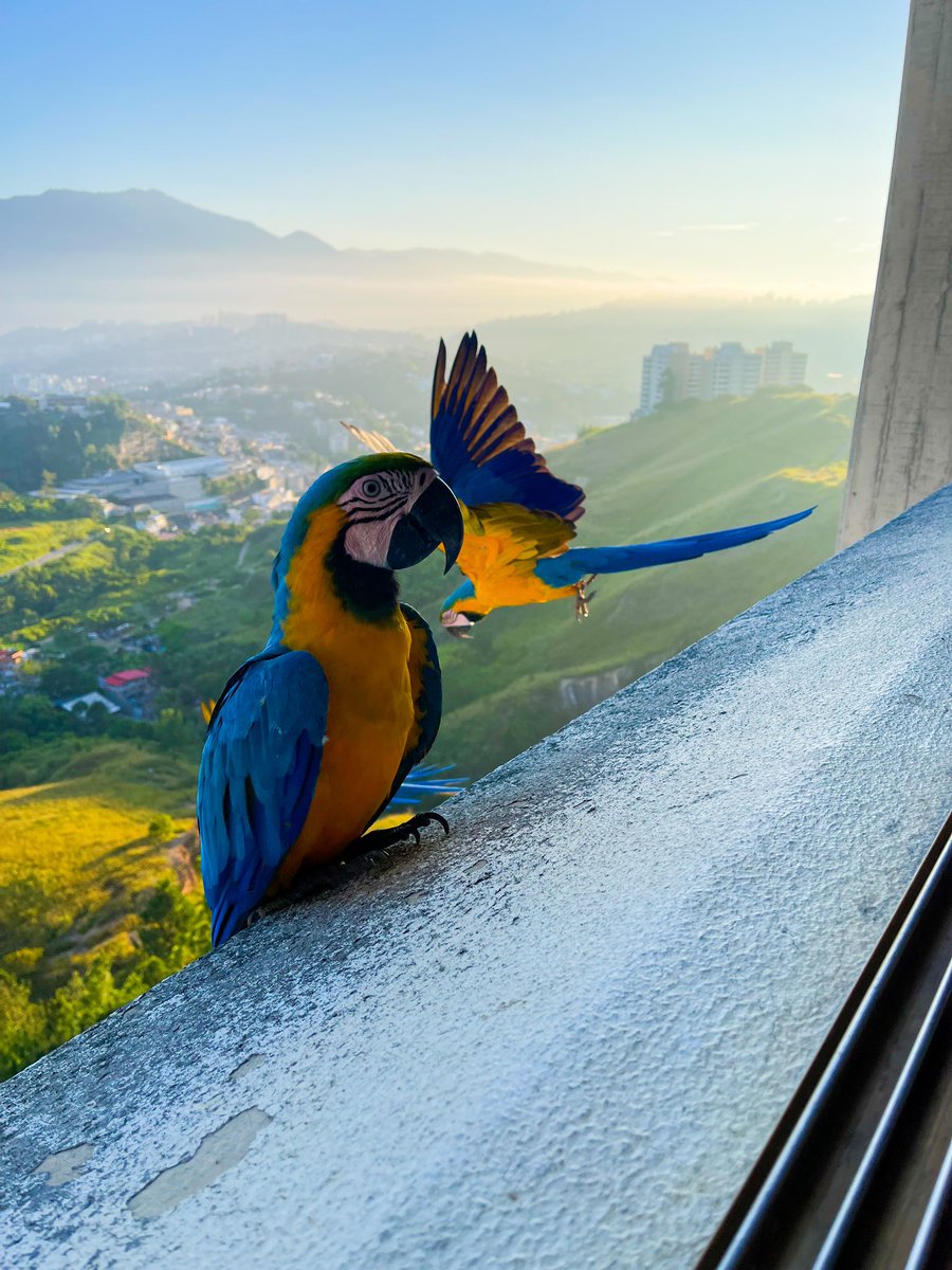 Dan_Uz's tweet photo. Primera vez que en mi balcón recibo este tipo de visitas, quizá fue que me vieron de un color parecido al de ellas 🤷🏻‍♂️🥰

Pero gran manera de comenzar mi semana. ✨ https://t.co/4RJUiHjxvY
