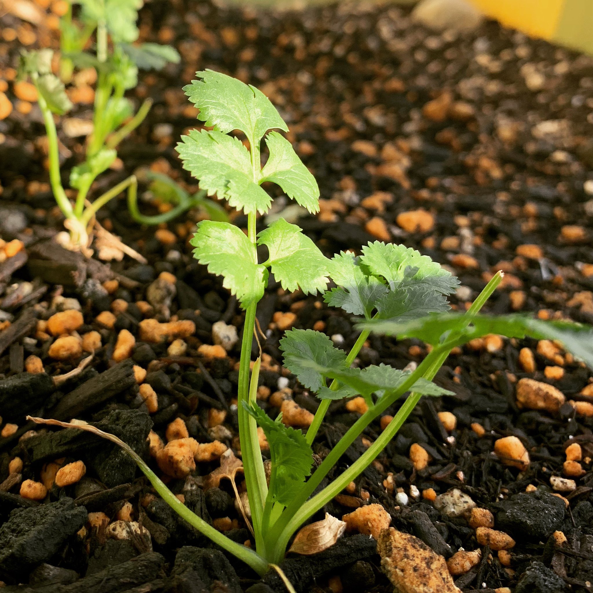 ヒルマ弘 パクチーのその後 大きなプランターに移してからしばらく 葉の先の方が黄色くなる現象が多発 仕方なく黄色くなった葉は取り除くことに これってストレスなんですかね 最近やっと元気になった感じ 大盛りのパクチーサラダはまだまだ先の話に