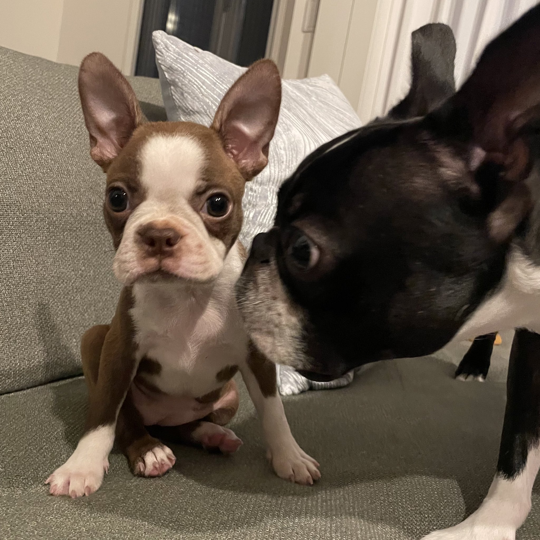 タナカガ En Twitter 娘ができました ボストンテリアのビビですよろしくお願いします めっちゃ遊びまくるし走り回る元気なおてんば娘です笑 さすがヤンチャ坊主の妹 T Co Xw69xdutbh Twitter