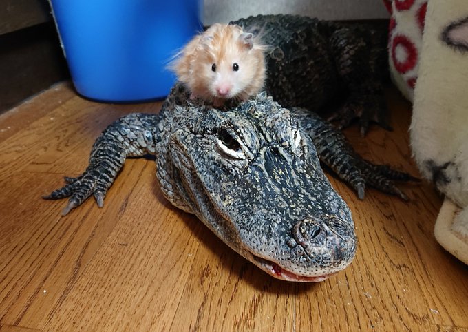 ทว ตล าส ดワニ男 筋肉鰐野郎 3 ว เคราะห ทว ตเตอร กราฟ ก Whotwi