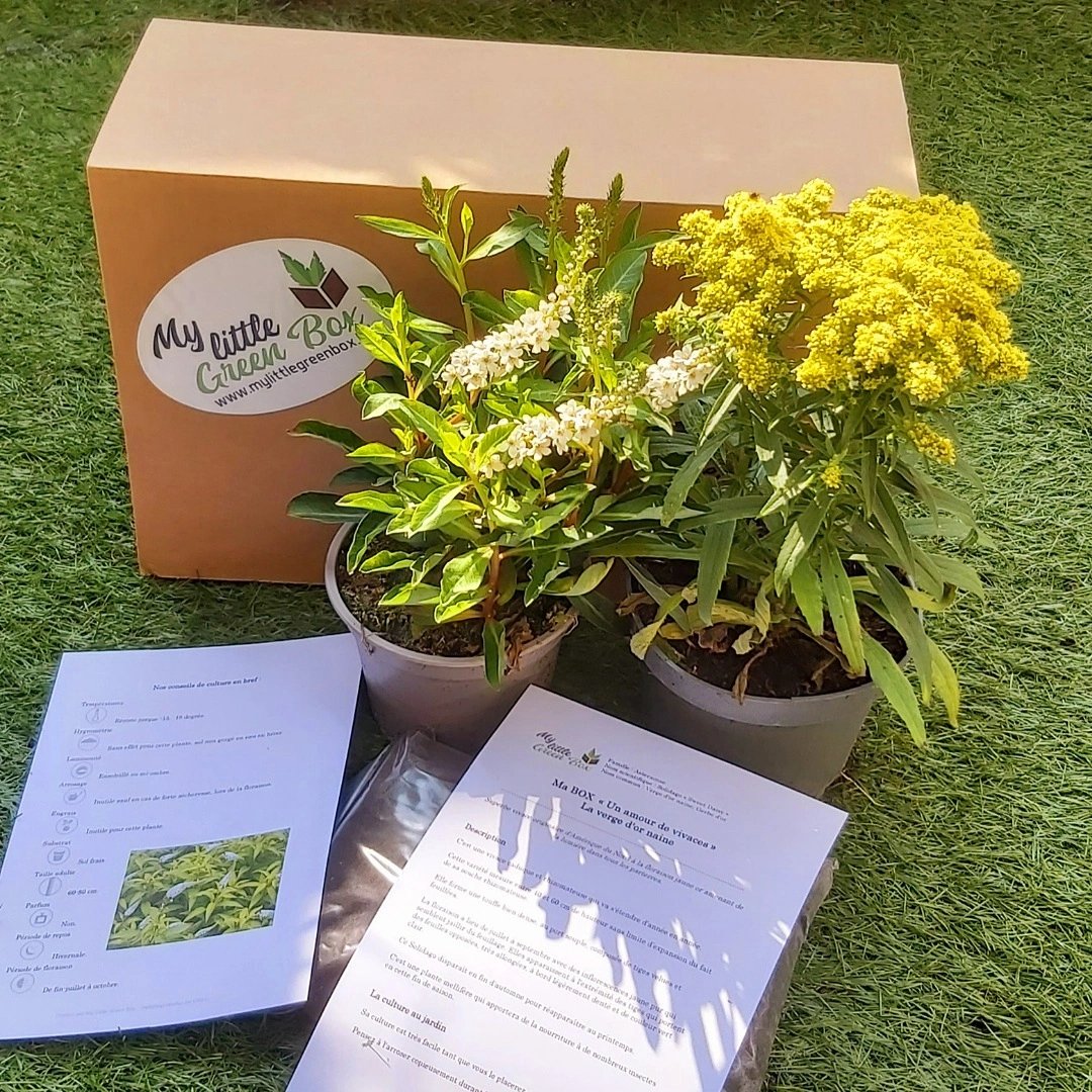 MyLittleGreenB2's tweet photo. 𝑵𝒐𝒕𝒓𝒆 𝒅𝒆𝒓𝒏𝒊è𝒓𝒆 𝒃𝒐𝒙 "𝑼𝒏 𝒂𝒎𝒐𝒖𝒓 𝒅𝒆 𝒗𝒊𝒗𝒂𝒄𝒆𝒔"
🌱🌺🌿🌼🌱

Vous y avez trouvé un Solidago "Sweet Daisy" et un Lysimachia "Autumn Snow" 🌿🌿🌿

Vous pouvez dès à présent commander nos prochaines box's 😊
https://t.co/CV4dCqEbqa 

#mylittlegreenbox #mlgb https://t.co/RnHlXEykZK