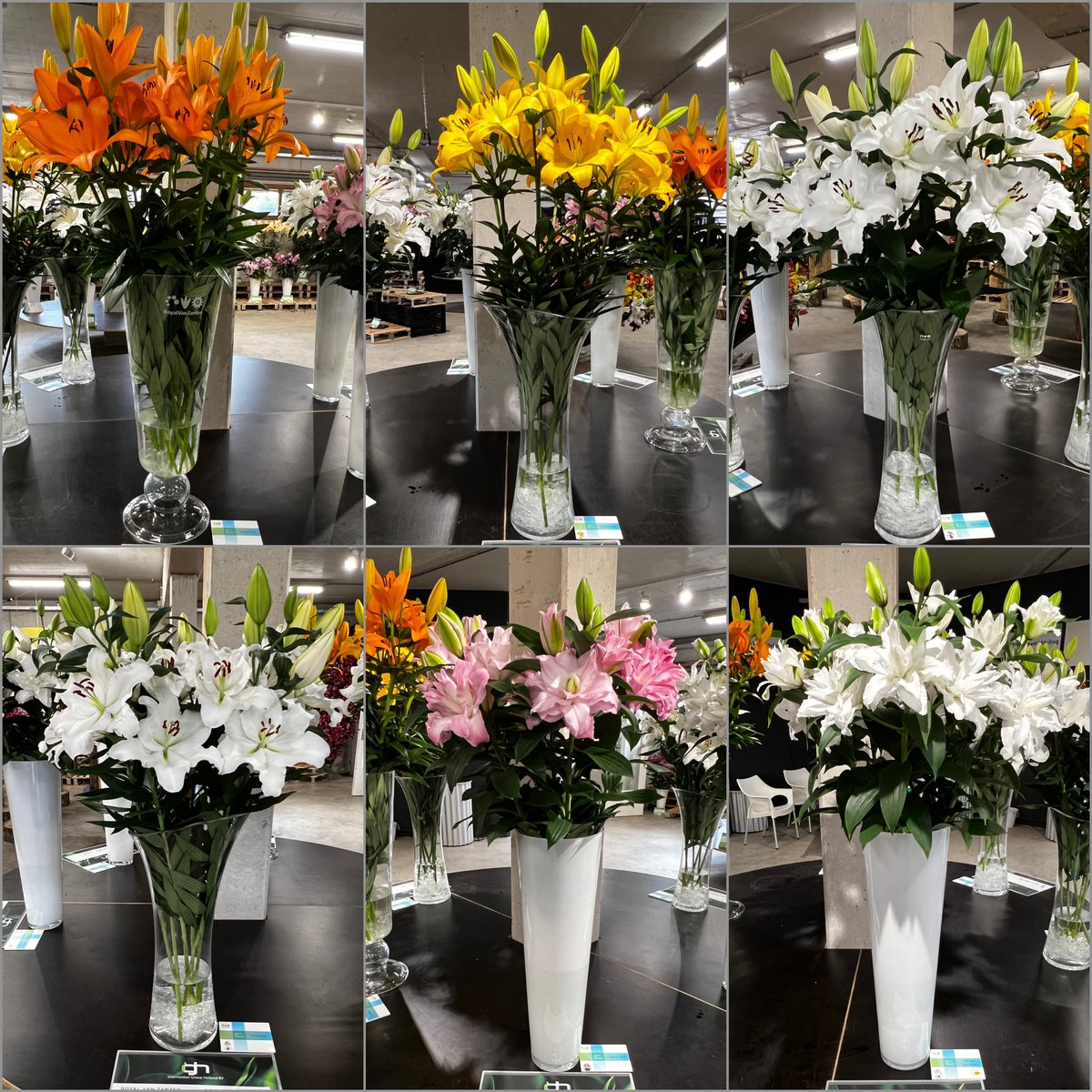 vhkaar's tweet photo. @RVZFlowerbulbs Royal van Zanten krijgt hoogste waardering in alle categorieën. #ighbv #Najaarsbloemenshow2021 https://t.co/FZuEjVXU9w
