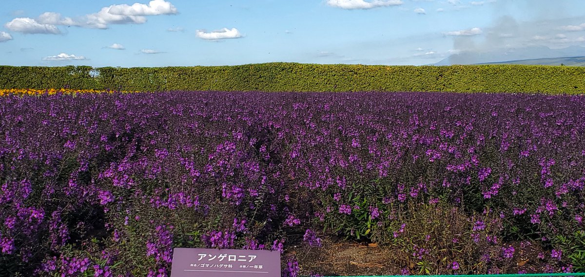 今日は、富良野 ファーム富田へ😊
もうラベンダーは咲いていませんが、他の花が綺麗でした🍀

てっ、言うか‼️
十勝岳から蒸気がモクモク上がってました😨