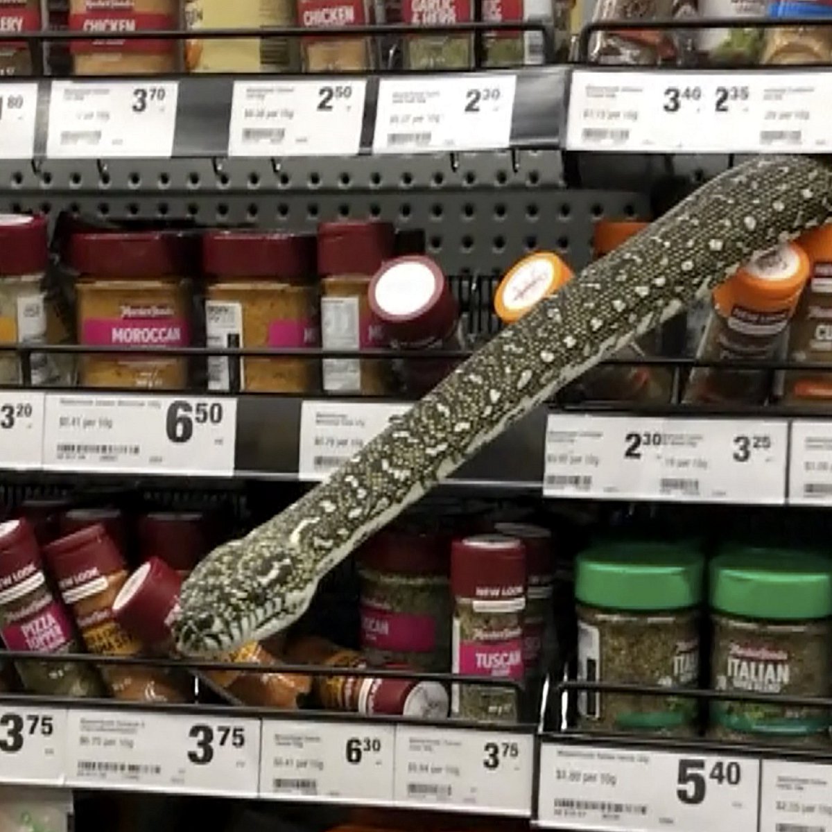CRCiencia's tweet photo. Una pitón diamantes (Morelia spilota) entre los estantes de un supermercado en las afueras de Sydney, Australia (Helaina Alati, 2021) https://t.co/9iRjuwELoQ