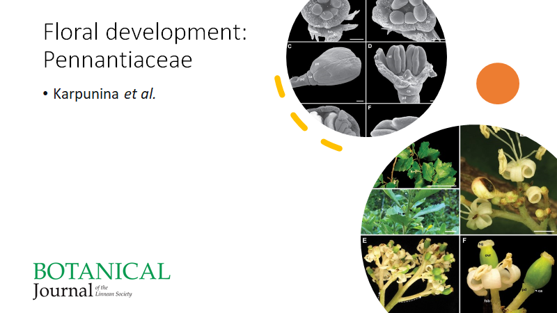 BotJLinnSoc's tweet photo. Flower structure and #development in #Pennantiaceae: uncovering diversity of pseudomonomerous #gynoecia in the basal grade of #Apiales. #FloralDevelopment #Flowers. Karpunina, Ford, Oskolski, Nuraliev & Sokoloff. https://t.co/tcLbn3X6rn https://t.co/4vJmVvYZMO