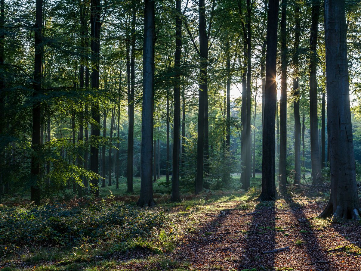 Orangegrub's tweet photo. #Swordtember Day 15: FOREST

I'm using the first image that pops up in google to draw my swords (See sword and its reference below). I hope you enjoy! #Swordtember2021 #art https://t.co/TkX2X68akF