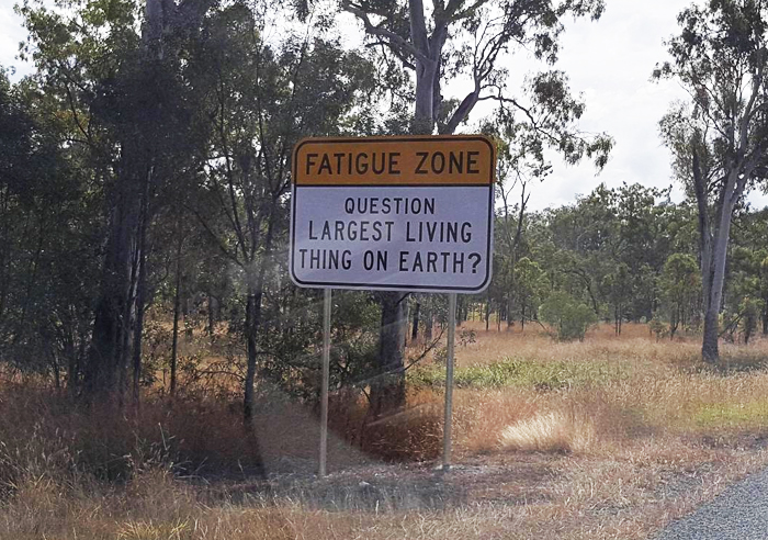 NaoCasanova's tweet photo. #LunesdeCarreteras

En Australia, entre Balladonia y Caiguna, hay una carretera con UNA RECTA DE 150 km de longitud.
Y eso es muy peligroso, mortal de necesidad.

Por eso se instalaron carteles con preguntas cuyas respuestas se muestran kilómetros después.
Un Road Trivia. https://t.co/sqXiQj3Aay