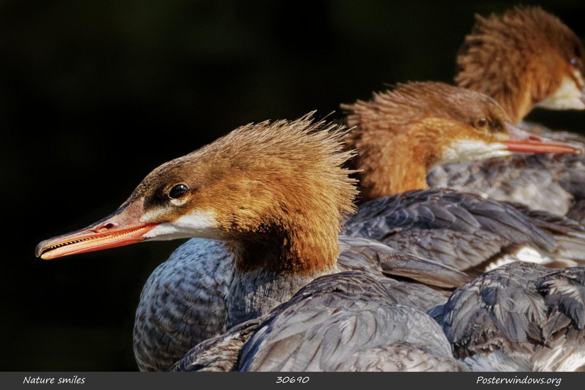 posterwindows's tweet photo. nature smiles ◦ mergansers
#birds #mergansers #ornithology #naturephotography  #photography #conservation  #ecotherapy  #naturetherapy #photo  #posters #nature :) https://t.co/WqKRG56b13