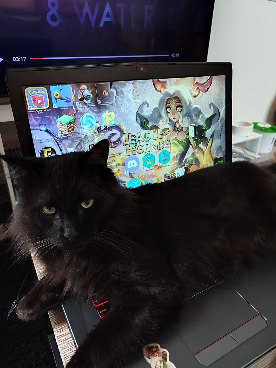 Mon chat posé sur mon pc...fait des bêtises et lance LoL.......