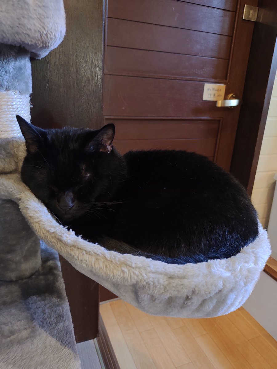 ufpltcomdr_data's tweet photo. 猫カフェへ行ってきた。
癒やされた。
お昼寝中だったのはご愛敬。
https://t.co/euK5RnQK1Z
#新潟市 
#江南区
#猫カフェ
#猫鳴館
#新潟の猫カフェ
#猫キャスト
#catcast https://t.co/b3raOWg1j8
