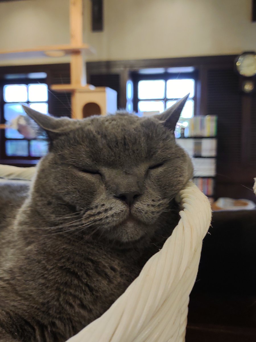 ufpltcomdr_data's tweet photo. 猫カフェへ行ってきた。
癒やされた。
お昼寝中だったのはご愛敬。
https://t.co/euK5RnQK1Z
#新潟市 
#江南区
#猫カフェ
#猫鳴館
#新潟の猫カフェ
#猫キャスト
#catcast https://t.co/b3raOWg1j8