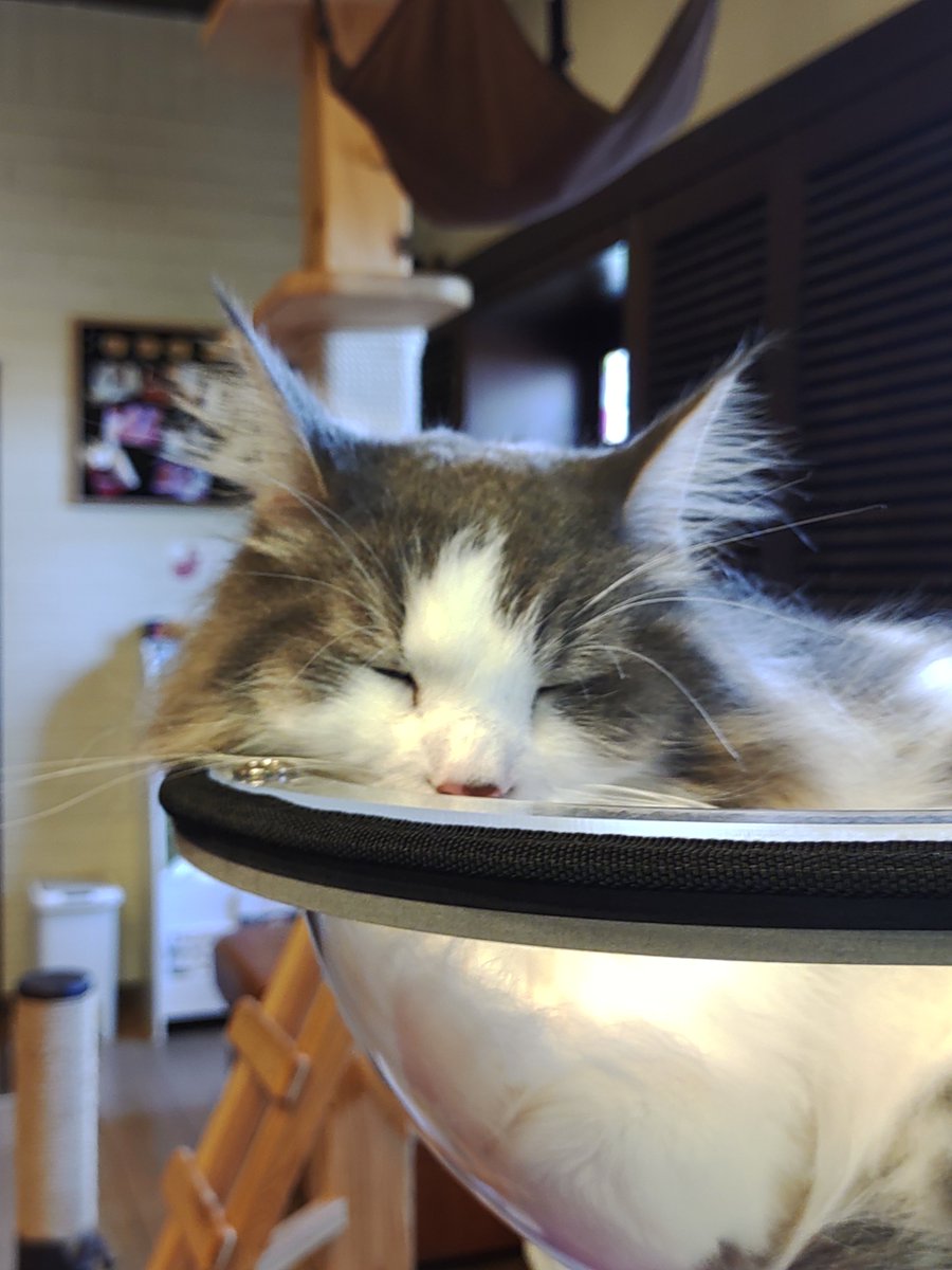 ufpltcomdr_data's tweet photo. 猫カフェへ行ってきた。
癒やされた。
お昼寝中だったのはご愛敬。
https://t.co/euK5RnQK1Z
#新潟市 
#江南区
#猫カフェ
#猫鳴館
#新潟の猫カフェ
#猫キャスト
#catcast https://t.co/b3raOWg1j8