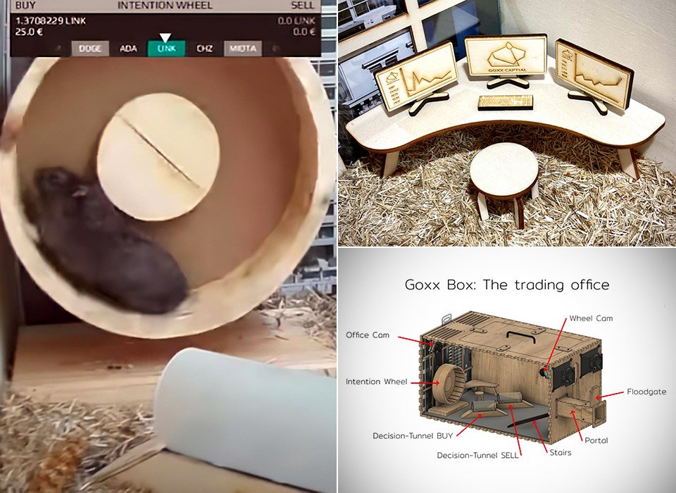 JohnPompliano's tweet photo. A crypto trading hamster, Mr. Goxx, is up ~20% since he started trading in June.

He picks a crypto by running on a wheel, then chooses to buy or sell by running through different tunnels.

The wild part?

His portfolio is outperforming Warren Buffet, S&amp;P 500, and the Nasdaq 100. https://t.co/PcoJDzzG8Q