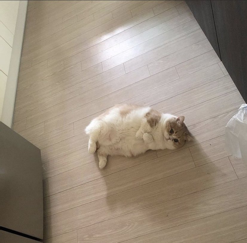 Out Of Context Animals (@cntxtanimai) on Twitter photo 