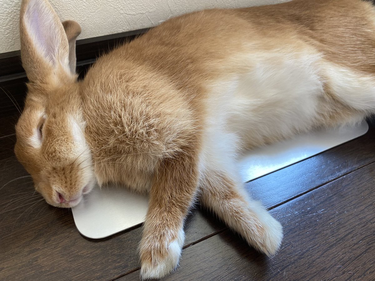 B__o_ss's tweet photo. お眠なBOSSくん https://t.co/dlb8wQkZaD
