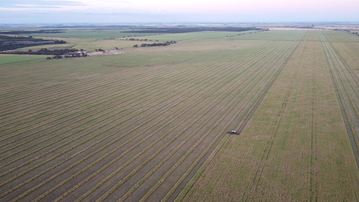 MarkPresto85's tweet photo. It’s nice to be getting into a bit of swathing. good crops and sum nice run lines https://t.co/6QpsjwGnlu