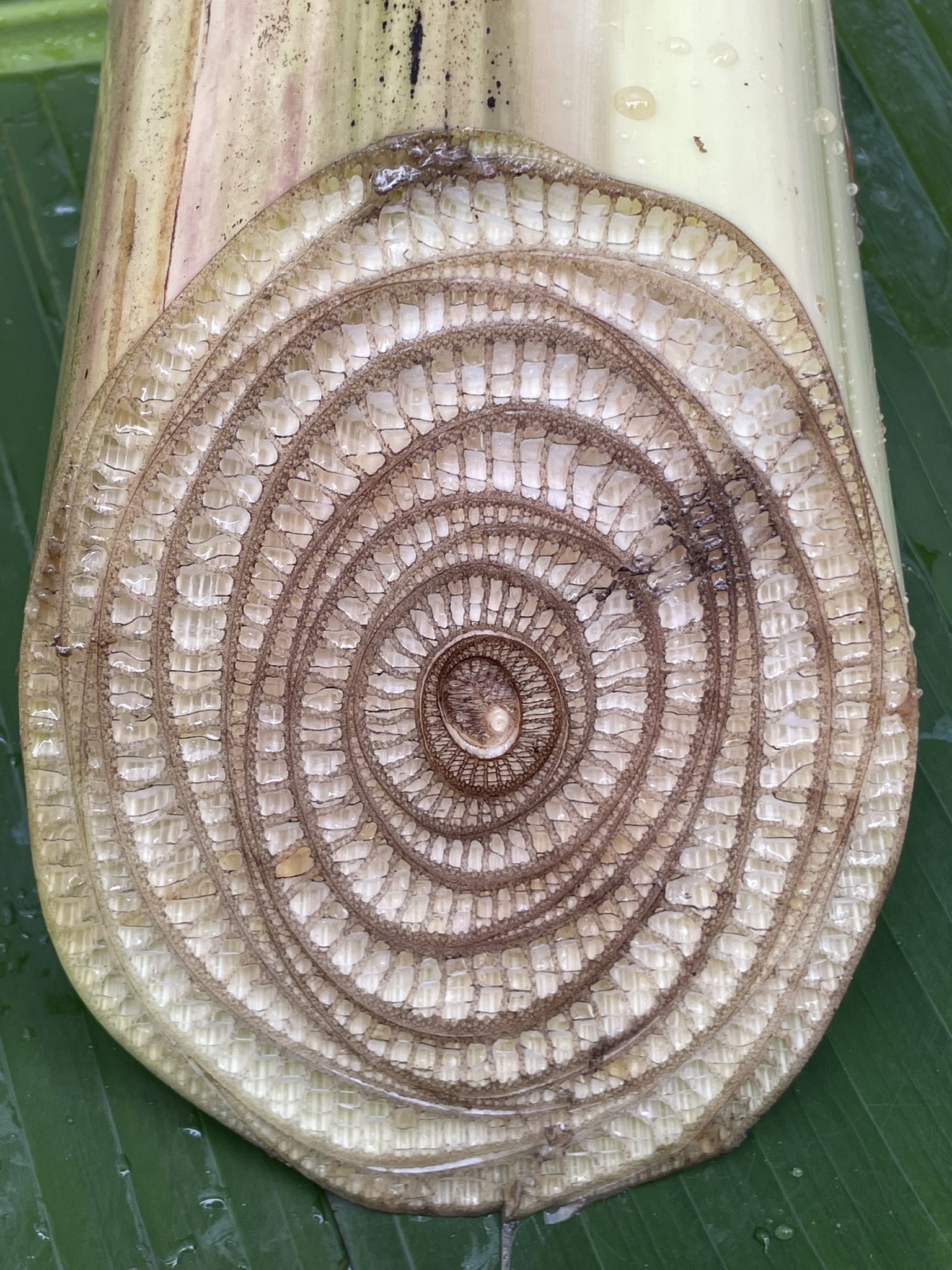 Tomoki Sando バナナは木じゃない証拠がこちら T Co Oh0tqrcdce Twitter Tomoki Sando バナナは木じゃない証拠がこちら T Co Oh0tqrcdce Twitter