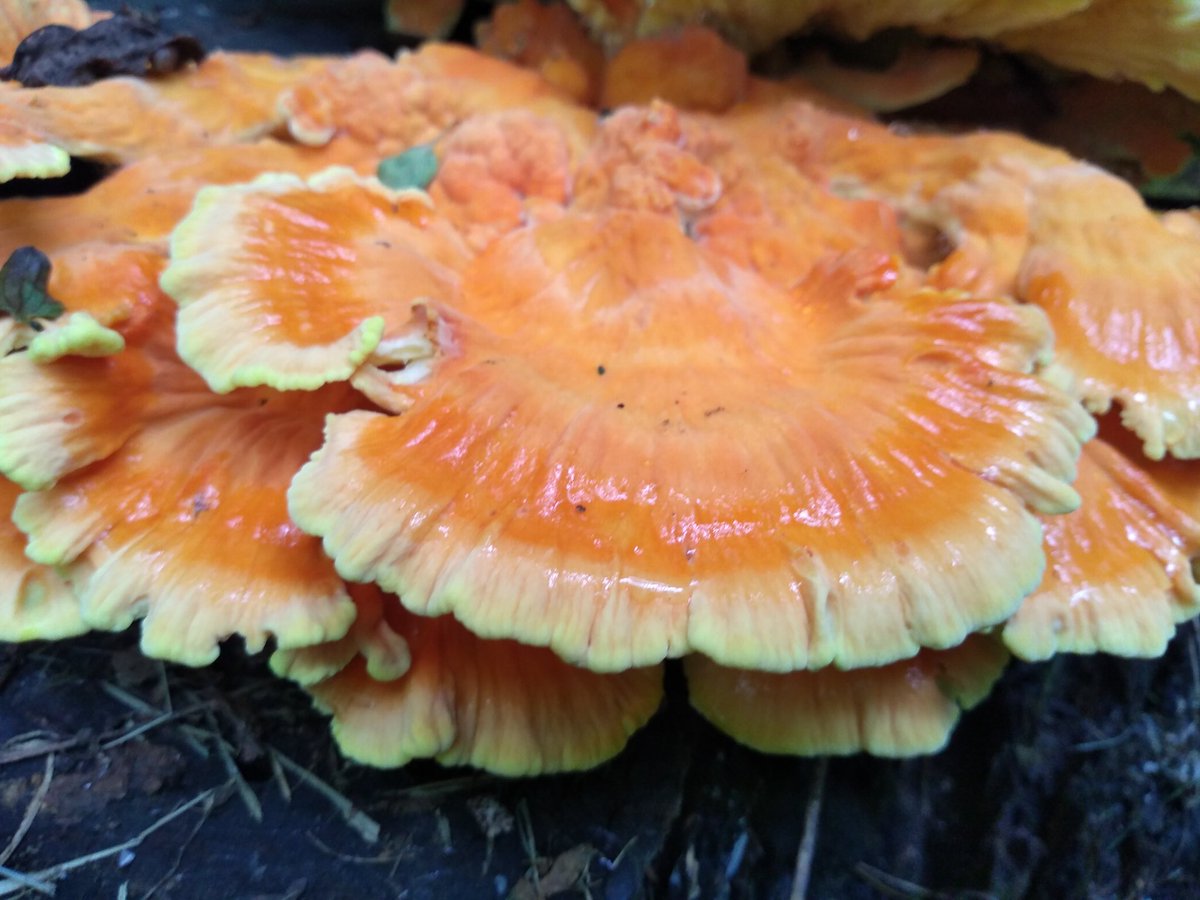 #mycomonday throwback from some mushroom hunting 🍄 chicken of the woods 
#mycology #mushrooms