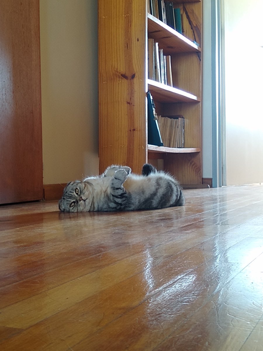 V_deVanesa's tweet photo. @fede_fink Te olvidaste la parte de Wendia Grupa soy el gatito con nombre de birra artesanal https://t.co/i1aqwO7Bwp