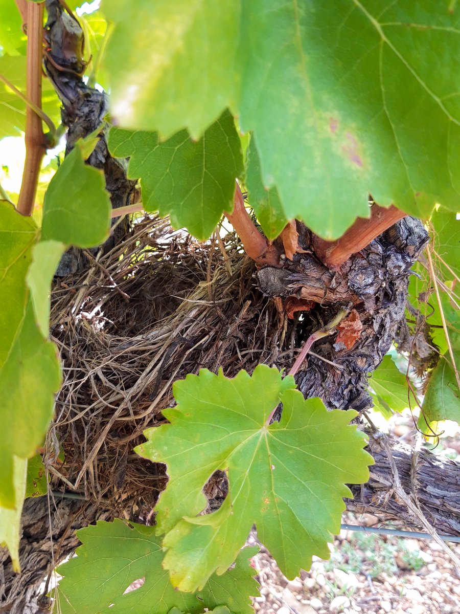 Gabriel Meffre tweet media