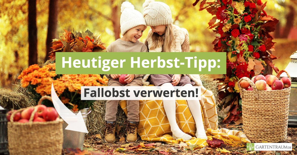 Fallobst gehört nicht zwangsläufig auf den Kompost! Äpfel, Pflaumen und Co. können - je nach Frische - noch bestens zu Kompott, Mus oder leckeren Fruchtsäften verarbeitet werden. Also Augen auf und nachhaltig gelebt! 😉
#gartentraum #garten #herbstfeeling #nachhaltig #lecker