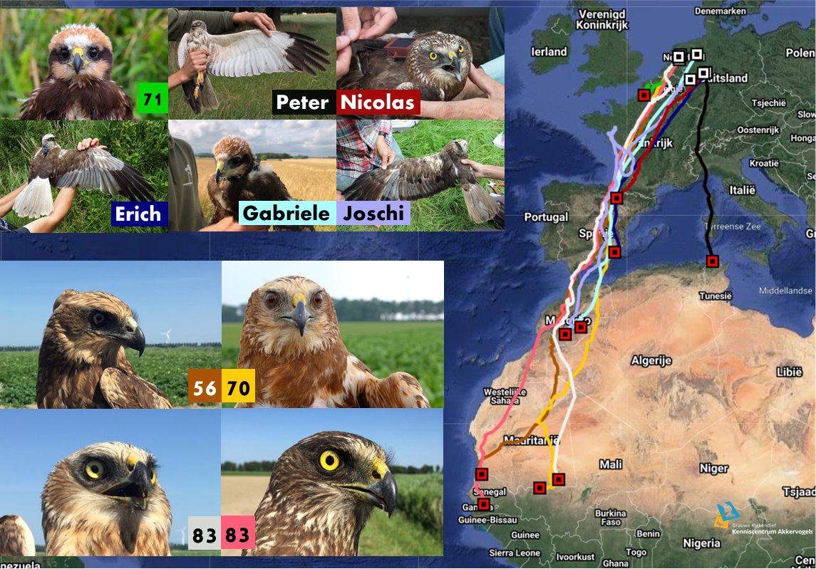 grauwekiek's tweet photo. Naast Flevolandse bruine kiekendief vrouw 70, hebben nu drie anderen het wintergebied ten zuiden van de Sahara bereikt. Ook Joschi die twijfels leek te hebben in Frankrijk besloot alsnog naar Afrika te migreren, en is inmiddels in Marokko.

https://t.co/bAUBPcUmof https://t.co/D9B59B5ppD