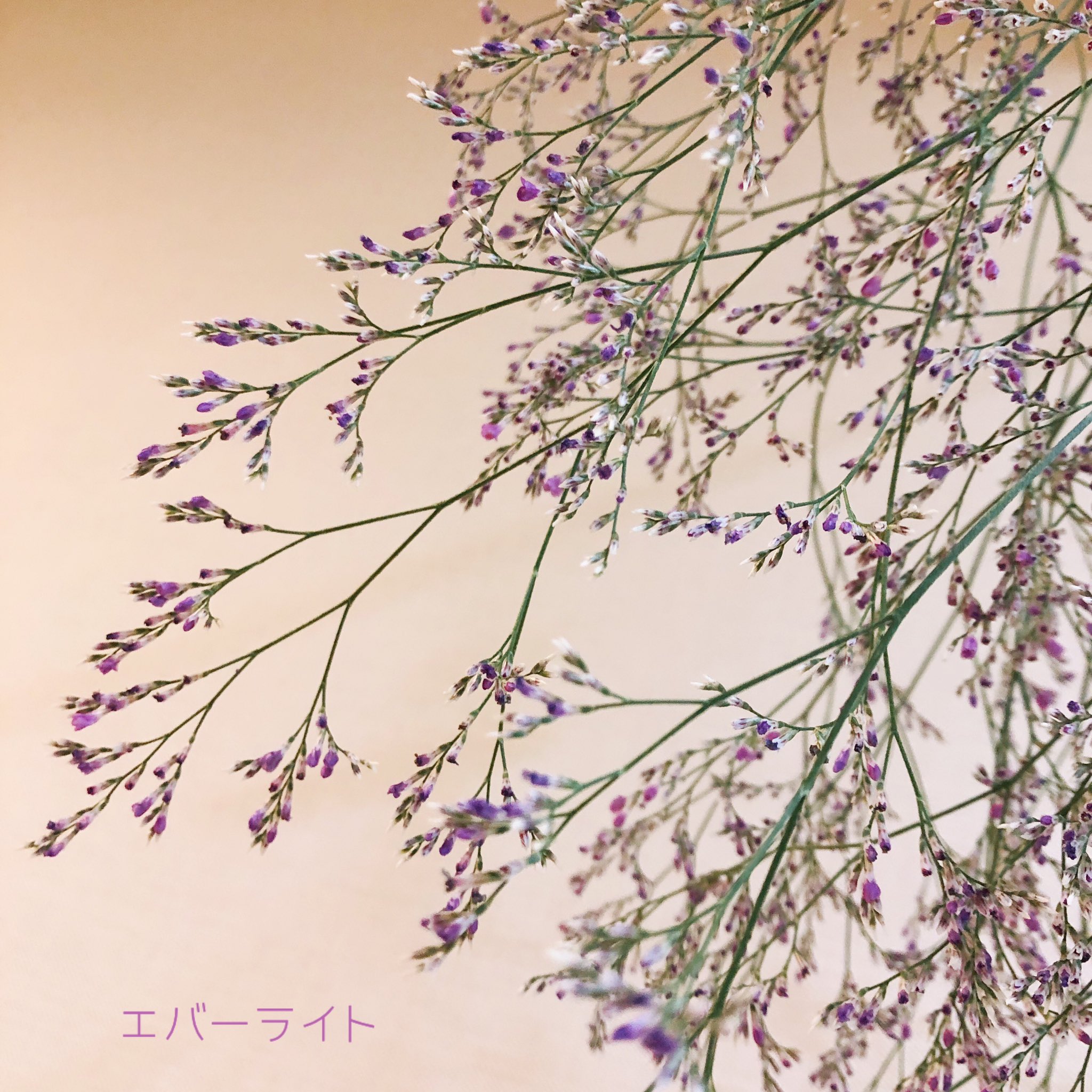 エバーライト Twitter Search Twitter