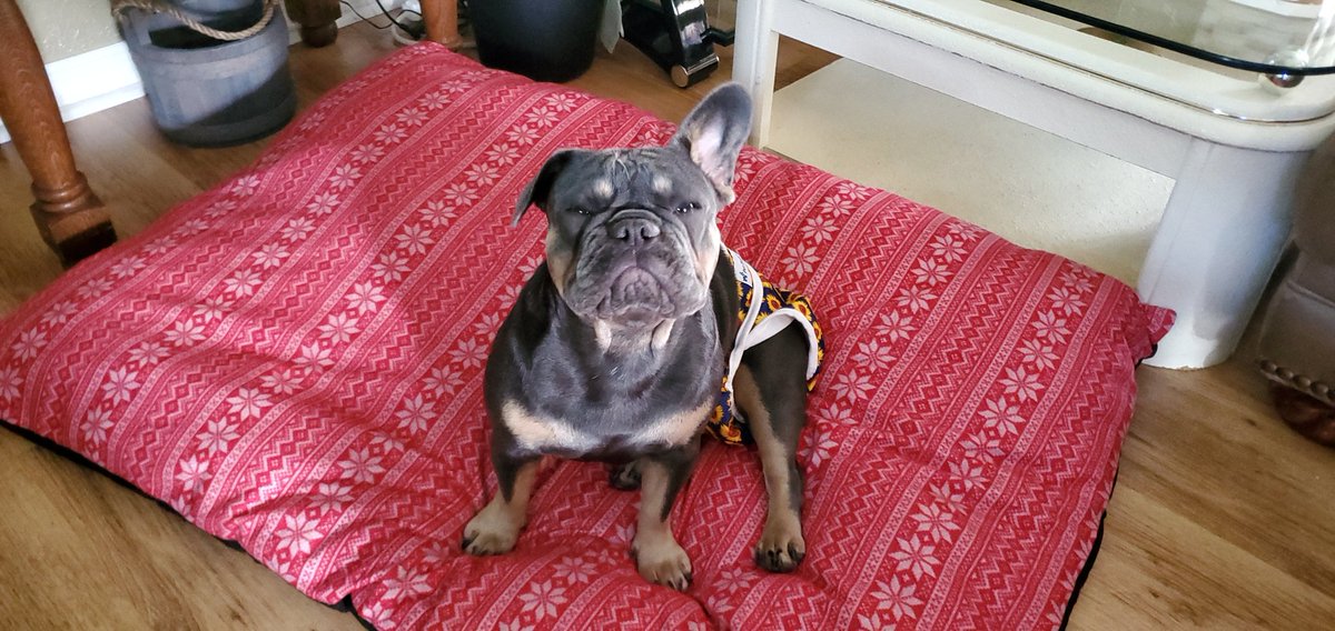 stacey_we's tweet photo. @DaveOFox13 Thanks Dave! It's always great to see you and the Fox 13 crew! My frenchies say good morning to you https://t.co/c9TLxq93Ee