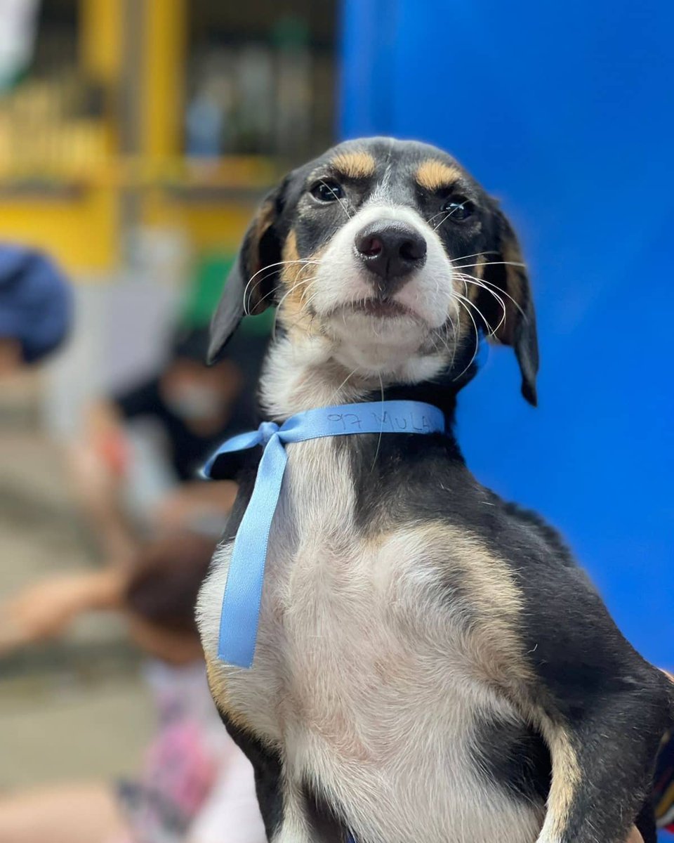adoptanc_'s tweet photo. Al día de ayer, 278 animalitos fueron esterilizados y vamos por más. 💪🏻 Ayúdanos a lograrlo apadrinando una esterilización por solo $70.000. ❤️

Ahorros Bancolombia: 19116342408
Nequi y Daviplata: 3502122895

#AdoptaNoCompres #RegalaVida 🐾 https://t.co/wNUS2ZNXOa