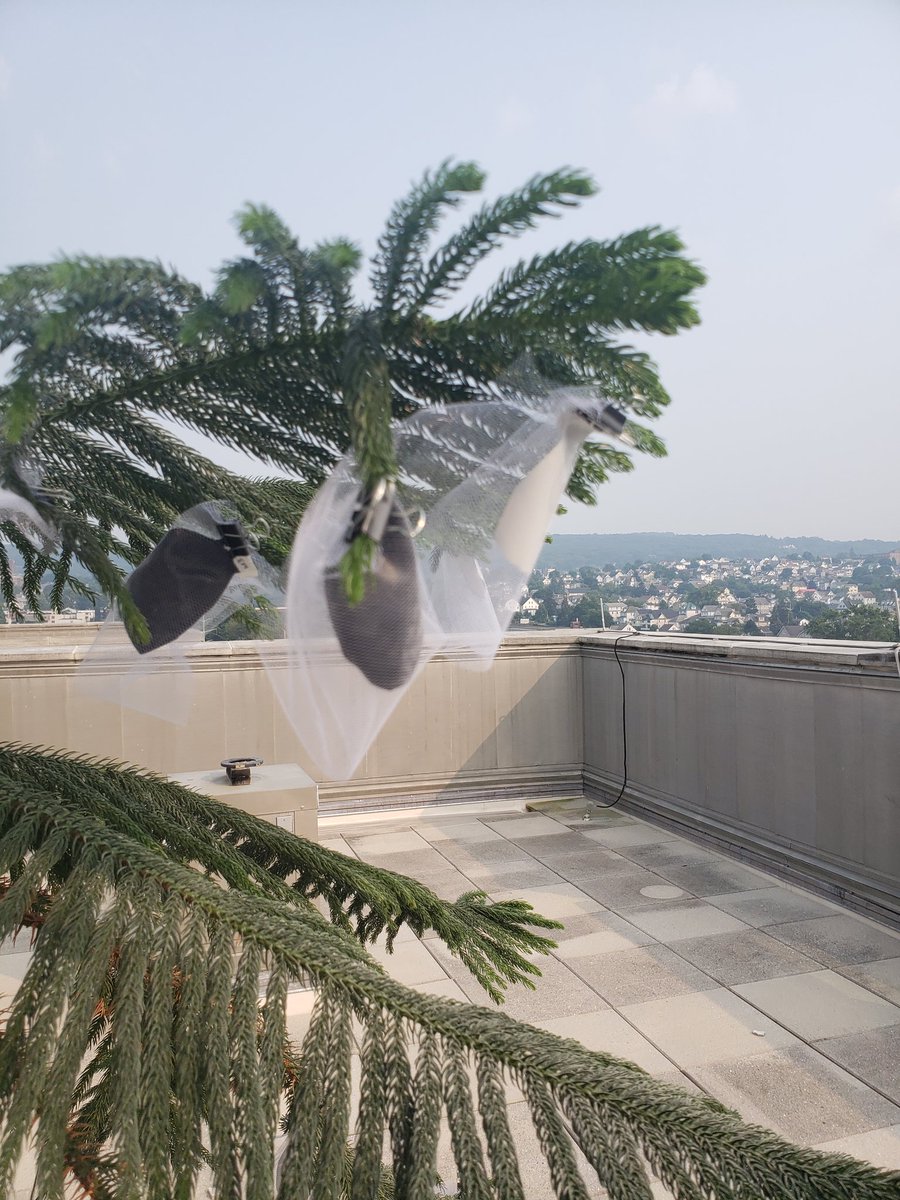 Balloon Pollution tweet media