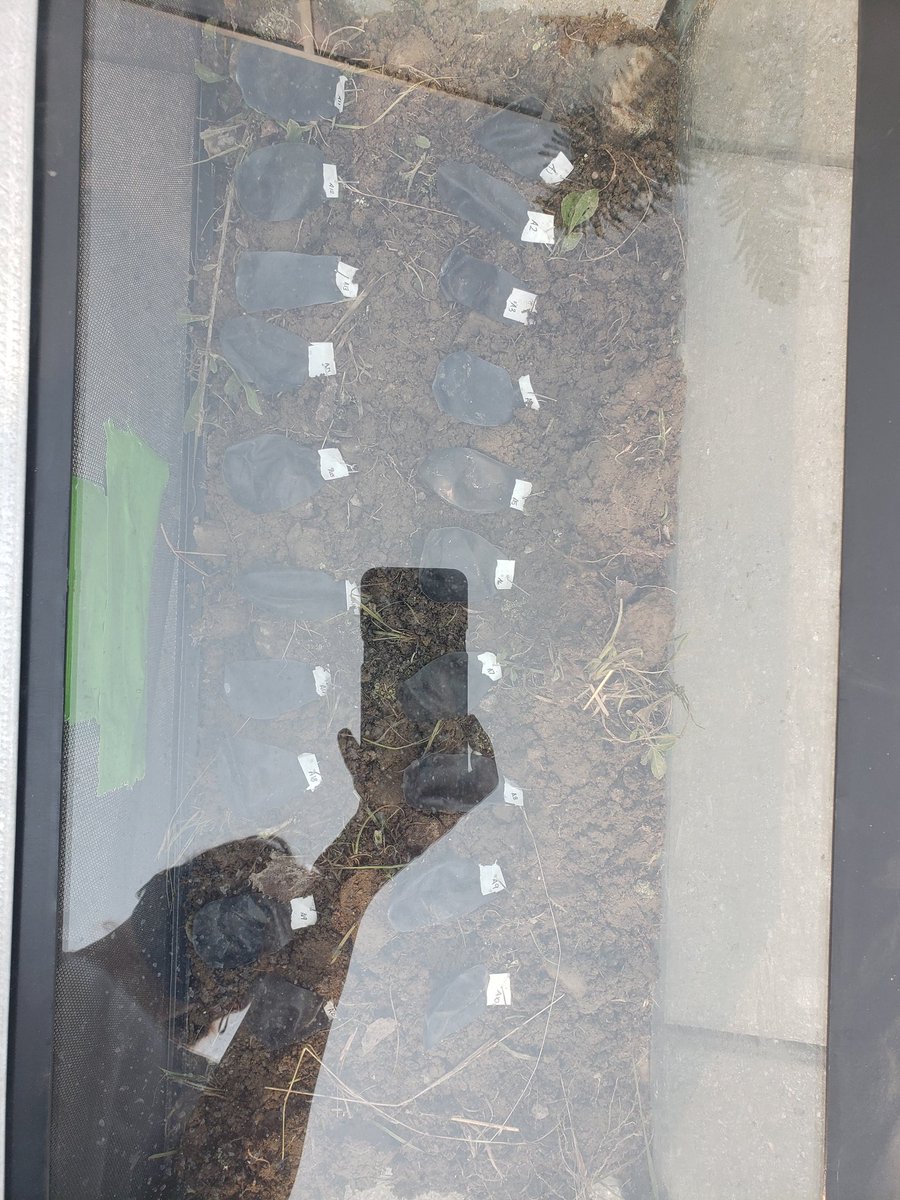 Balloon Pollution tweet media