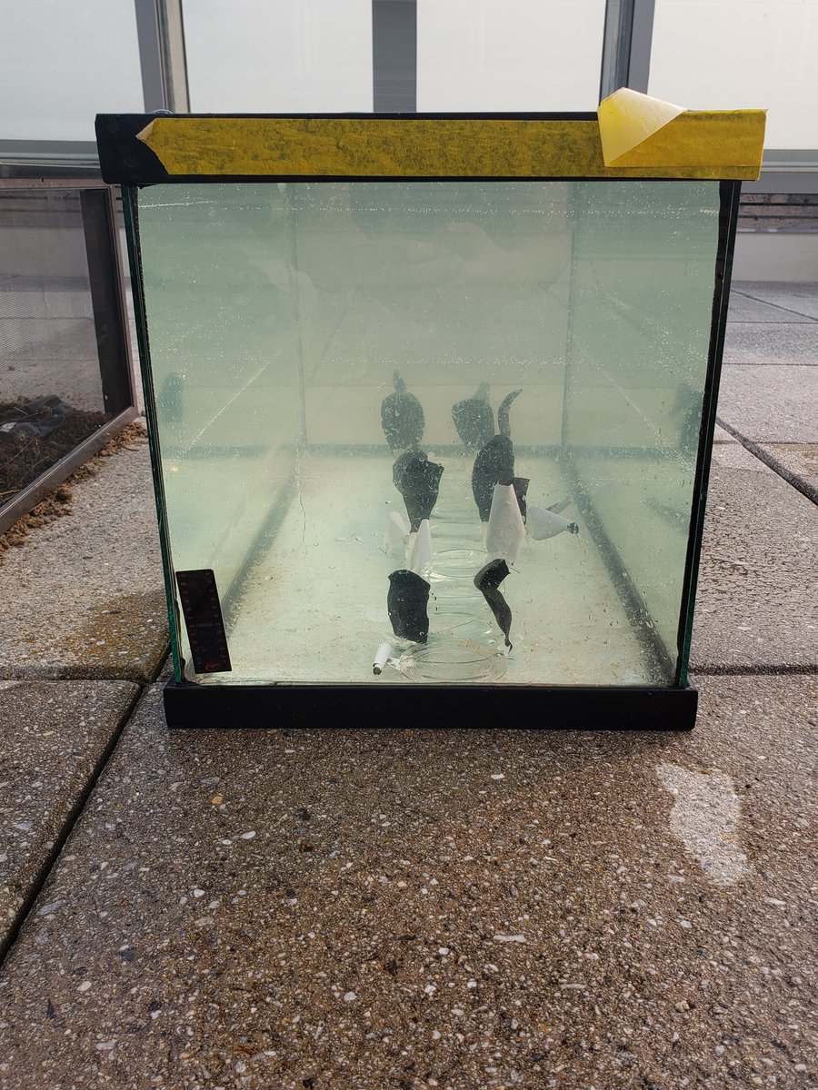 Balloon Pollution tweet media