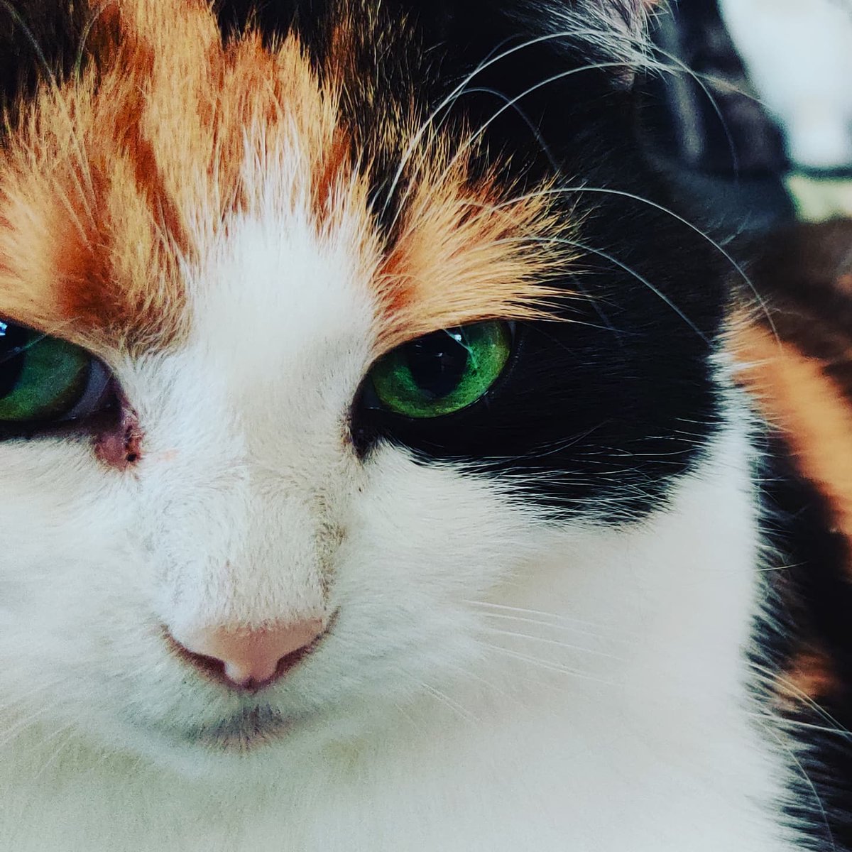 arhankas's tweet photo. They know. They always know.
#leiathecat #LeiaCatwalker #lukecatwalker #lukethecat #turkishvan #turkishvancat #savannahcat  #jedicats https://t.co/jxvwGDoQbZ