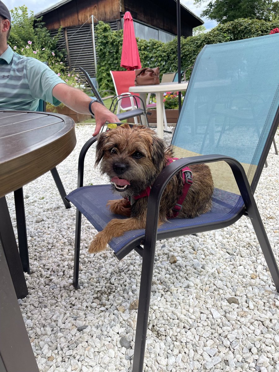 TedLovesChicken's tweet photo. It’s my gotcha day! One year ago, I joined this silly family and became a little sis to my hoobro. It’s been hard work pals but he’s well trained now sharing his nooms and playing zoomies wif me. I even lets him hold my leash. Ted, you wuld be proud of us sir. https://t.co/J1NcPNB1q4