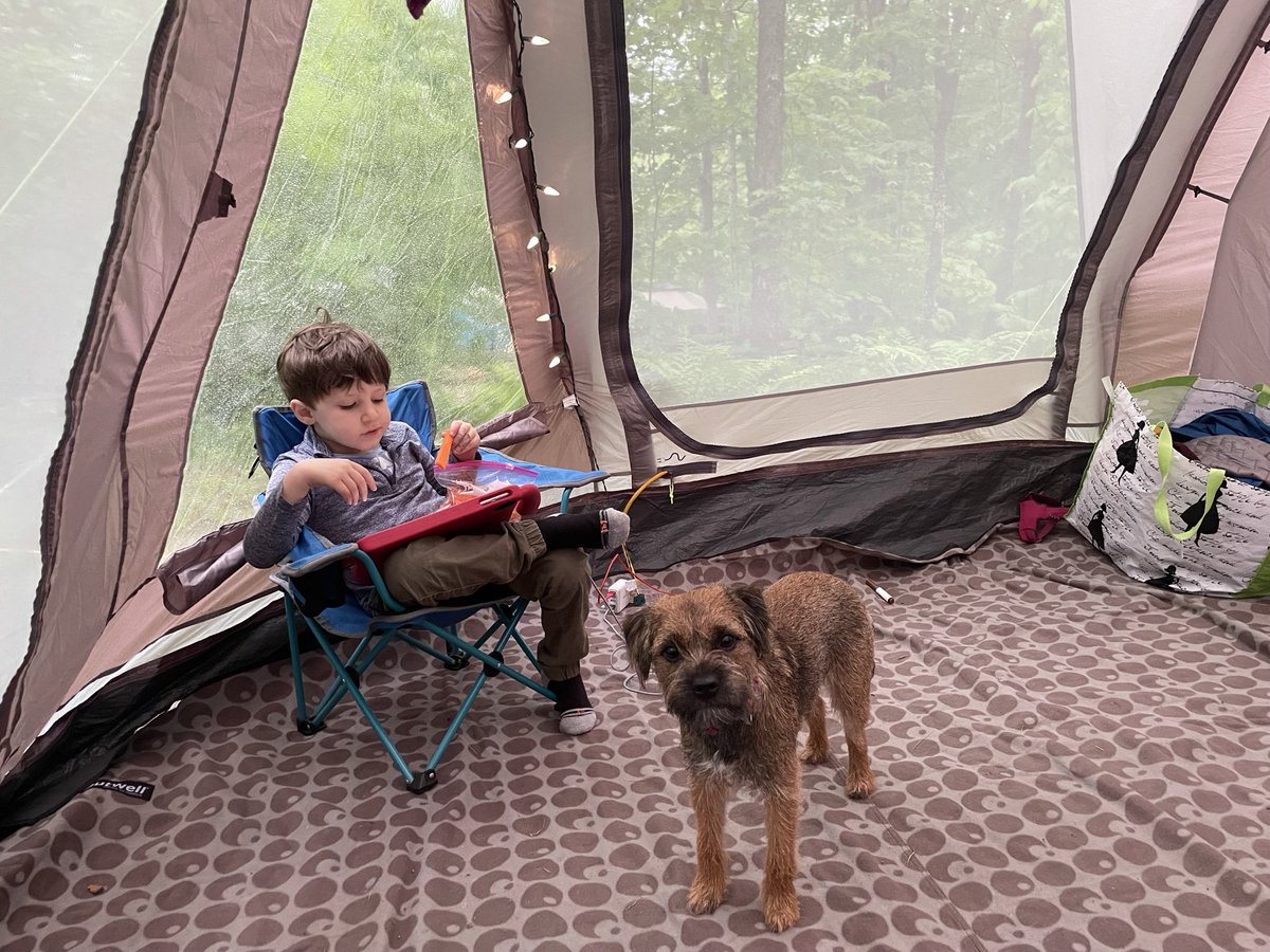 It’s my gotcha day! One year ago, I joined this silly family and became a little sis to my hoobro. It’s been hard work pals but he’s well trained now sharing his nooms and playing zoomies wif me. I even lets him hold my leash. Ted, you wuld be proud of us sir.