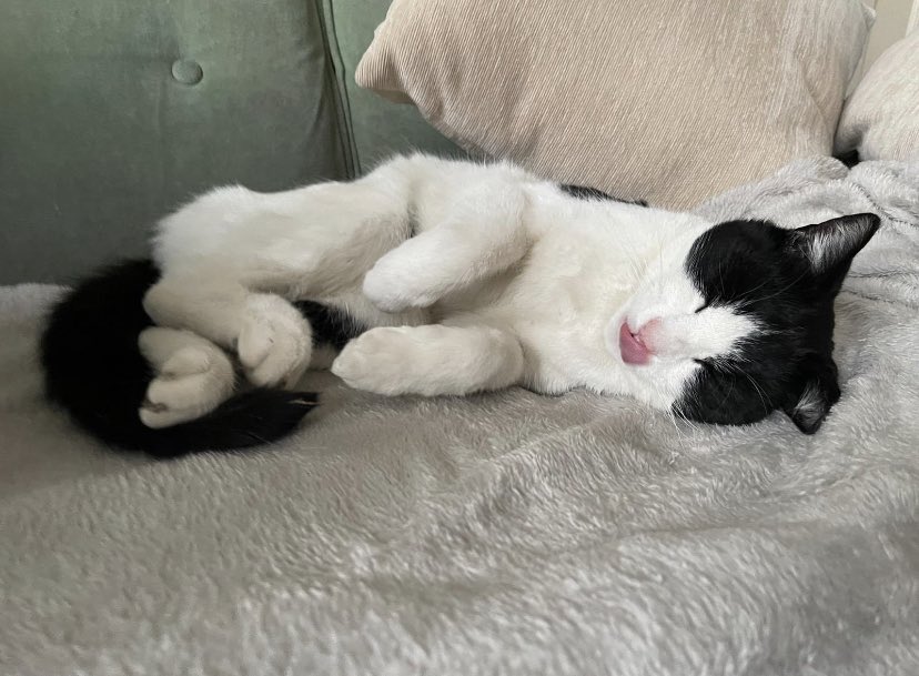 #CatsofTwitter #Cats #Caturday #Pets

Crafty Badger has come up with a design of what cats do best cat nap

👉 crafty-badger.co.uk

#MHHSBD #MondayMotivation #MondayVibes #Mondaythoughts #Monday #Uk #AD #elevenseshour #BizBubble #London #Mondaymorning #Autumn #Halloween