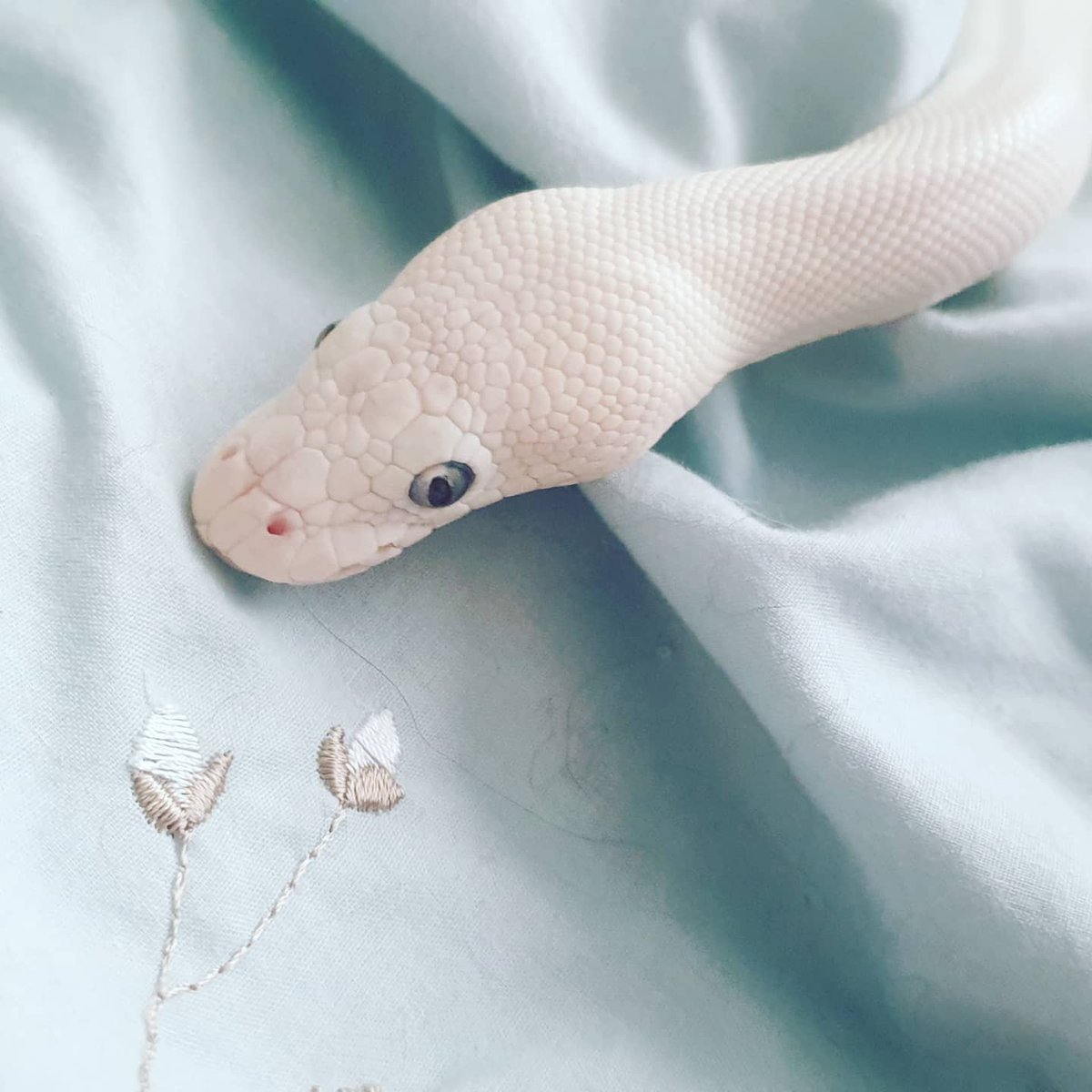 grumpwitch2's tweet photo. #snakepics The boy had some fun digging in the duvet today. https://t.co/VZSGVJg84e