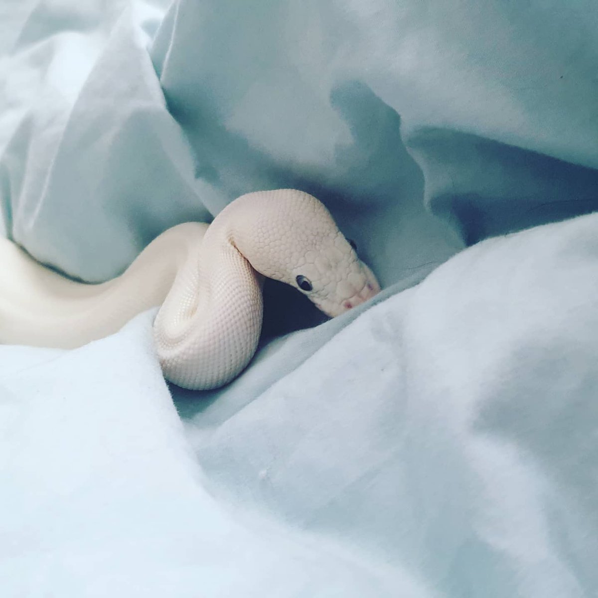grumpwitch2's tweet photo. #snakepics The boy had some fun digging in the duvet today. https://t.co/VZSGVJg84e