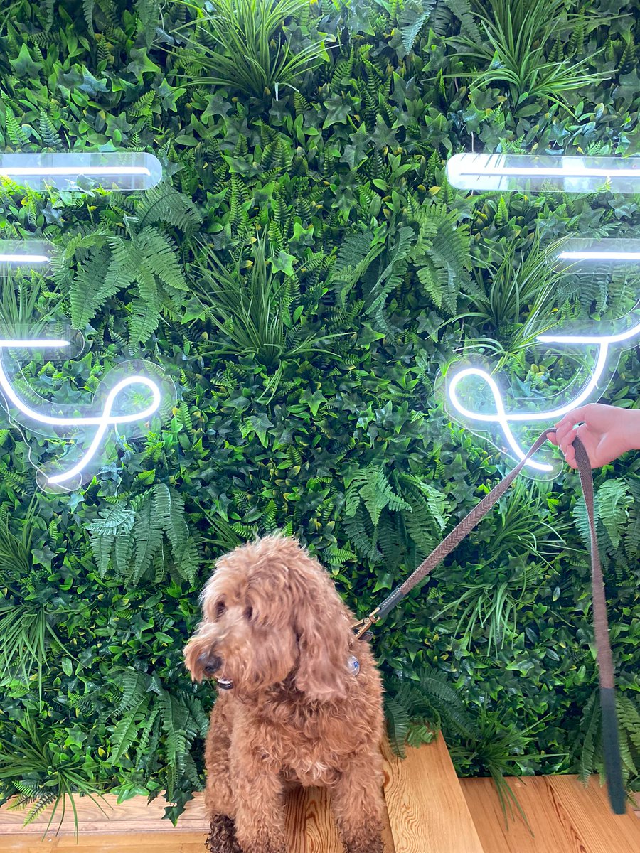 coffeesaints's tweet photo. The word has spread about our amazing #Dogfriendly cafe. Lunan here, has come all the way from Glasgow to check out our Doggy Menu! Haste ye back Lunan! #WearetheCoffeeSaints #Dogcafes #DogsofGlasgow #Dugsnpubs #Edinburghcafes #ScottishDogs #DugsWelcome #Edinburgh https://t.co/BgCC3Fl26N