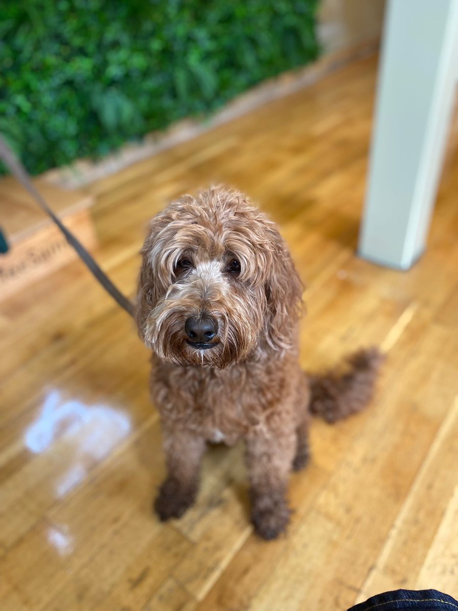 coffeesaints's tweet photo. The word has spread about our amazing #Dogfriendly cafe. Lunan here, has come all the way from Glasgow to check out our Doggy Menu! Haste ye back Lunan! #WearetheCoffeeSaints #Dogcafes #DogsofGlasgow #Dugsnpubs #Edinburghcafes #ScottishDogs #DugsWelcome #Edinburgh https://t.co/BgCC3Fl26N